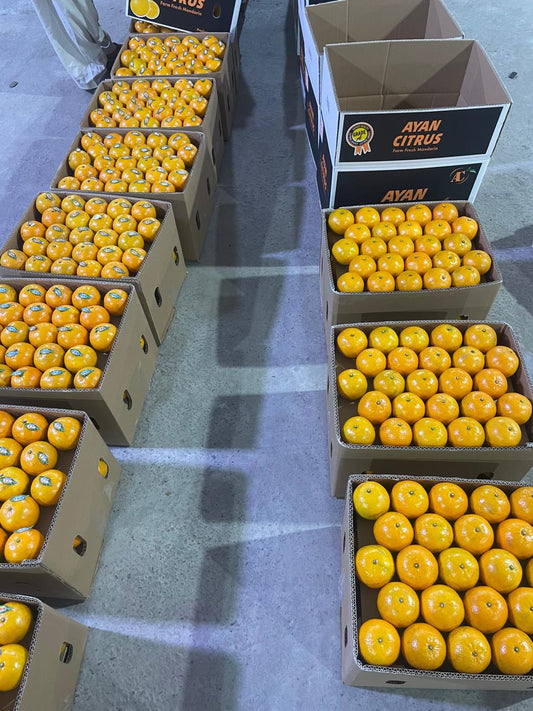 KINNOW (EXPORT QUALITY)