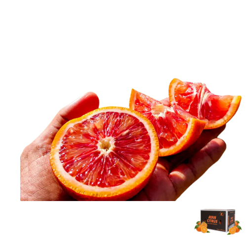 Red Blood Orange 10Kg Box (Export Grade)