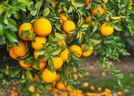 HONEY ORANGE (SHAKRI)