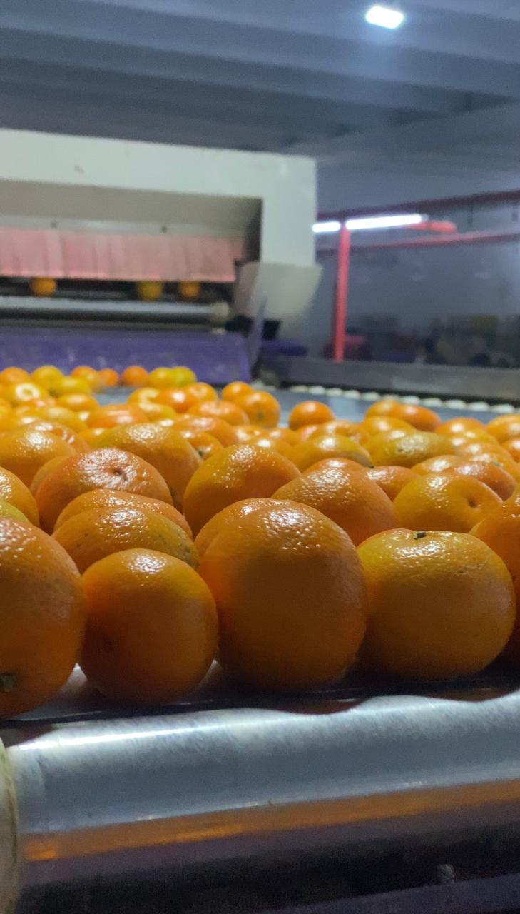 FRUITER (EXPORT QUALITY)