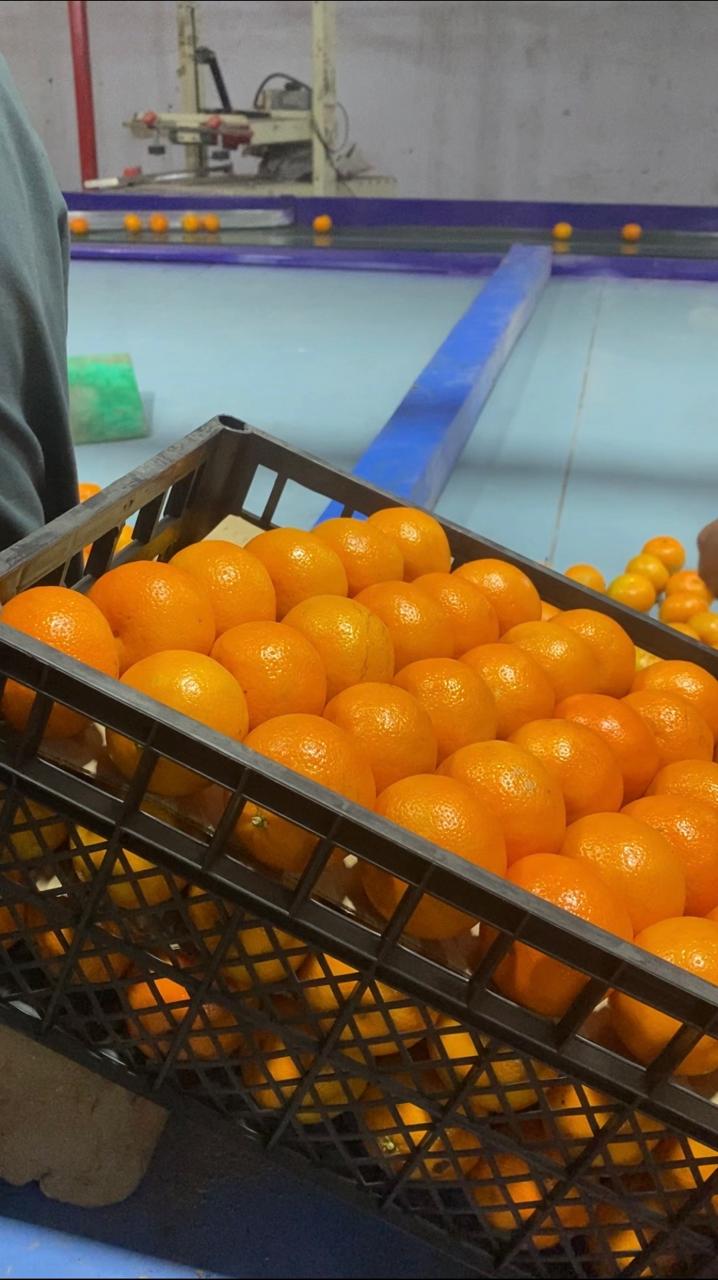 FRUITER (EXPORT QUALITY)