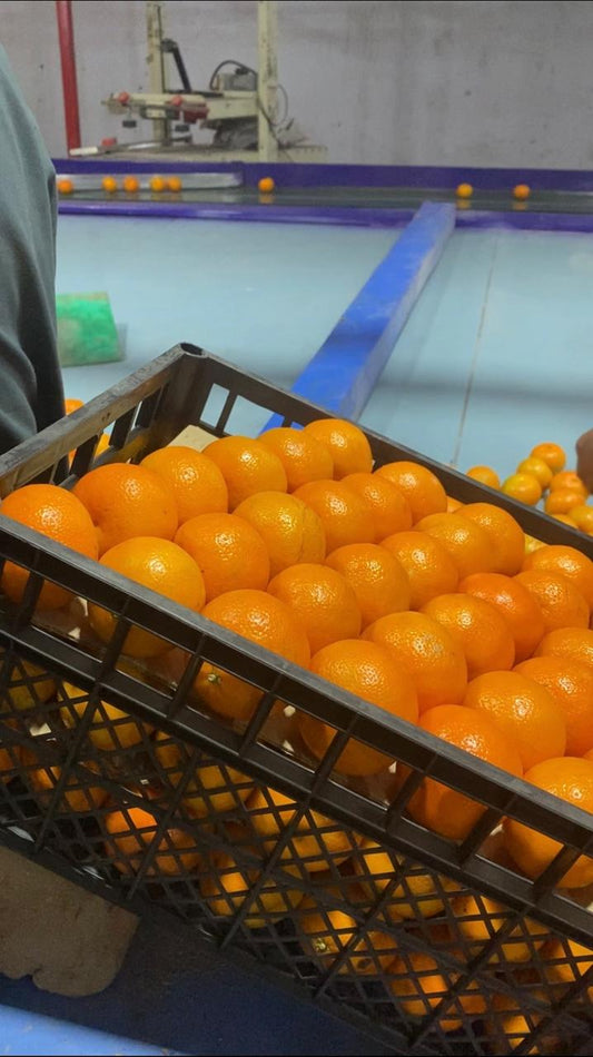 FRUITER (EXPORT QUALITY)