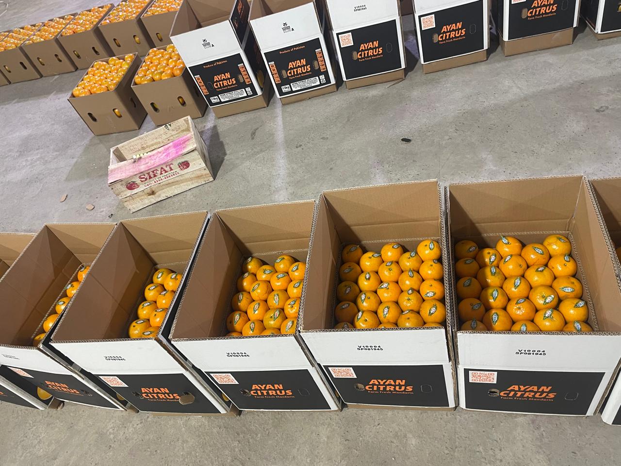 KINNOW (EXPORT QUALITY)