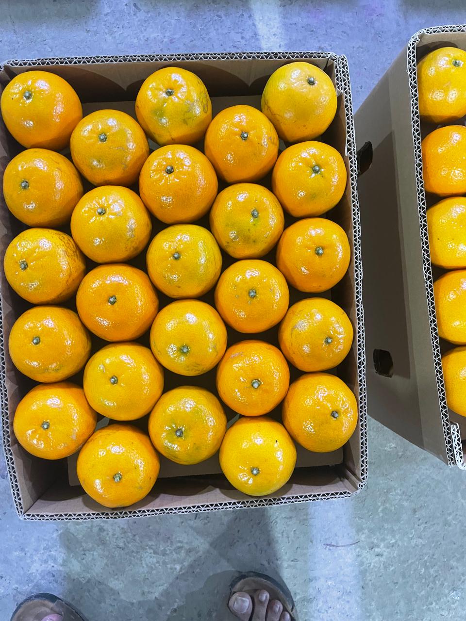 KINNOW (EXPORT QUALITY)