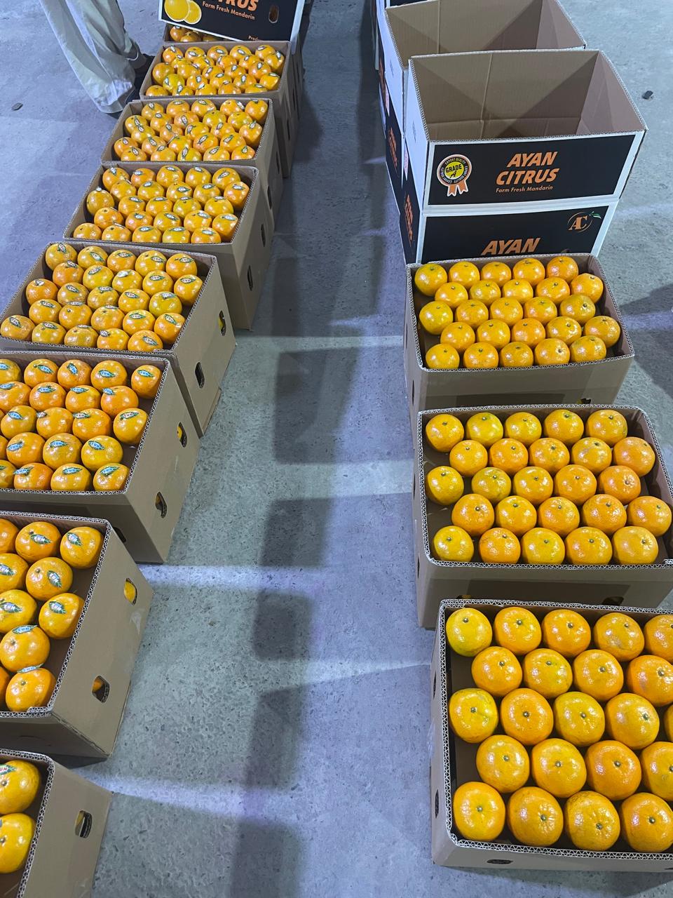 KINNOW (EXPORT QUALITY)