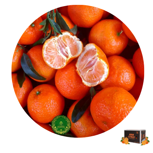 Fruiter Export Grade 10Kg Box