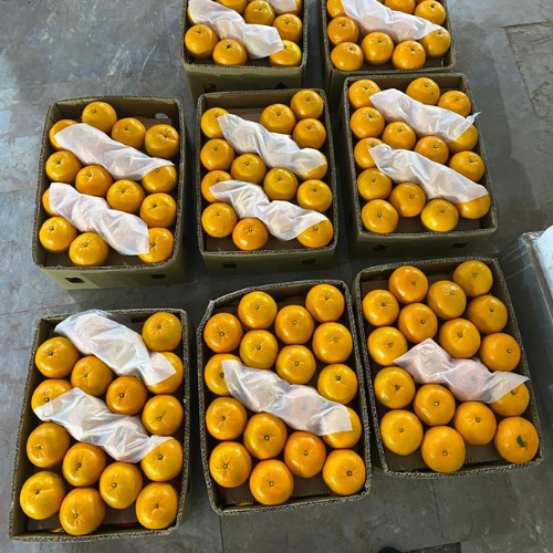 Export Grade Kinnu 10Kg Box